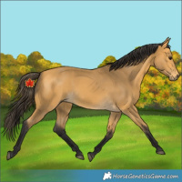 Horse Color:Buckskin 