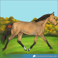 Horse Color:Buckskin 