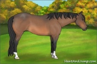 Horse Color:Buckskin Roan 