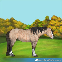 Horse Color:Bay Dun  and Bay Dun 