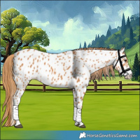 Horse Color:Chestnut Appaloosa 