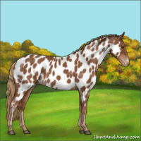 Horse Color:Chestnut Appaloosa 