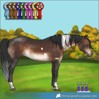Horse Color:Brown Tobiano