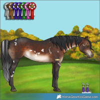 Horse Color:White Spotted Brown 