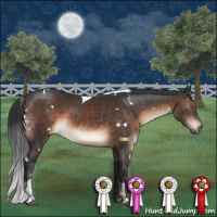 Horse Color:White Spotted Brown Tobiano 