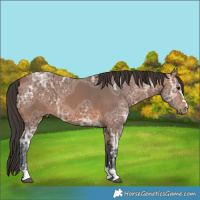 Horse Color:Bay Ice