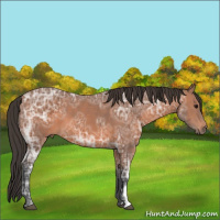 Horse Color:Bay Ice 