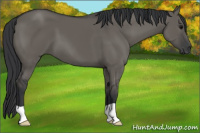 Horse Color:Grullo