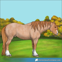 Horse Color:Red Roan