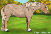 Horse Color:Red Roan