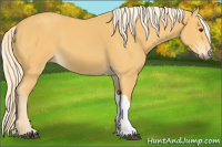 Horse Color:Palomino 