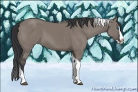 Horse Color:Grullo Splash Tobiano 