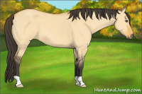 Horse Color:Buckskin Dun