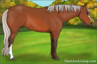 Horse Color:Silver Bay