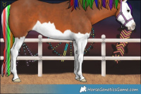 Horse Color:Painted Bay Splash 