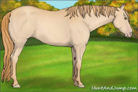 Horse Color:Gold Champagne