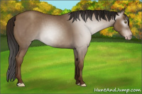 Horse Color:Gray Classic Champagne