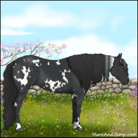 Horse Color:White Spotted Black