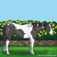 Horse Color:Black Splash Tobiano