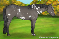 Horse Color:White Spotted Black