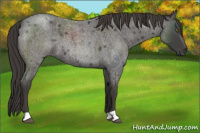 Horse Color:Smoky Blue Roan 
