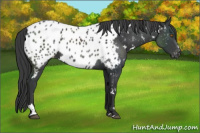 Horse Color:White Spotted Black Blanket