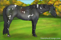 Horse Color:White Spotted Black