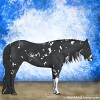 Horse Color:White Spotted Black 