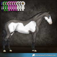 Horse Color:Grullo Frame Rabicano