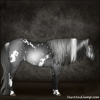Horse Color:Gray White Spotted Black