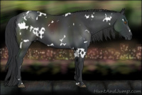 Horse Color:White Spotted Black