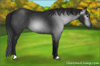 Horse Color:Gray Black