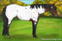 Horse Color:Brown Appaloosa 