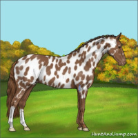 Horse Color:Chestnut Near Leopard 