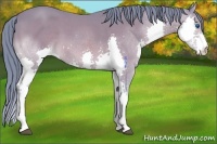 Horse Color:Watercolor Bay Splash 