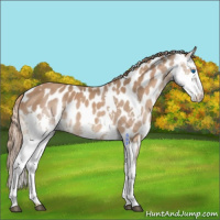 Horse Color:Chestnut Splash Leopard 