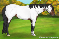 Horse Color:Brown Appaloosa 