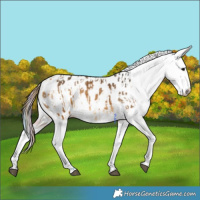 Horse Color:Buckskin Appaloosa  and Watercolor Buckskin Appaloosa 