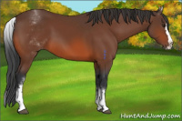 Horse Color:White Spotted Brown Splash 