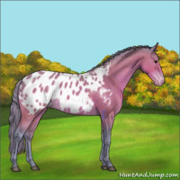 Horse Color:Watercolor Buckskin Appaloosa