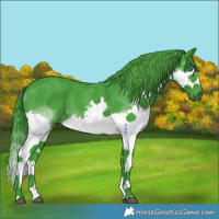Horse Color:Watercolor Black Splash