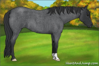 Horse Color:Blue Roan 
