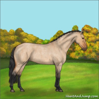 Horse Color:Bay Roan Dun 