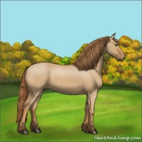 Horse Color:Red Dun 