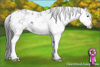 Horse Color:Black Sabino Appaloosa 
