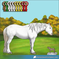 Horse Color:Smoky Black Pearl Sabino Appaloosa 