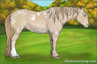 Horse Color:White Spotted Smoky Creme Sabino 