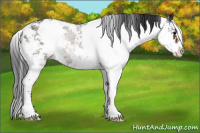 Horse Color:Brown Sabino Appaloosa 
