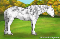 Horse Color:Black Sabino 