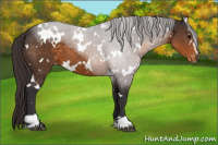Horse Color:White Spotted Buckskin Sabino Appaloosa 